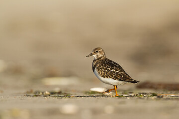 bird - Ruddy Turnstone migratory Arenaria interpres shorebird, migratory bird, Poland Europe Baltic Sea