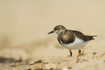 bird - Ruddy Turnstone migratory Arenaria interpres shorebird, migratory bird, Poland Europe Baltic Sea