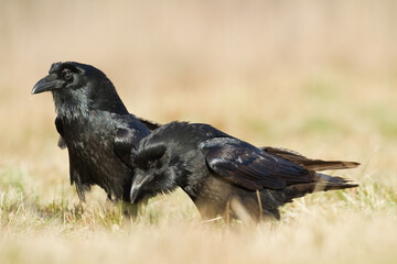 Bird Common Raven Corvus corax, dark style big black scary bird