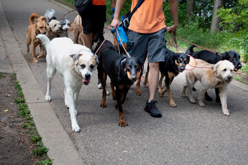 Dog walkers on The Lake Harriet path with 8 dogs on leashes and plenty of plastic bags. Minneapolis Minnesota MN USA