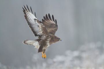 landing Common buzzard Buteo buteo in the fields in winter snow, buzzards in natural habitat, hawk bird on the ground, predatory bird close up winter bird