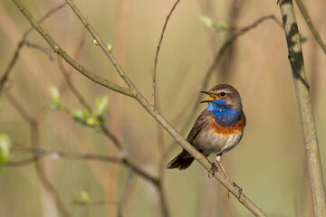 Obraz premium Bird Bluethroat Luscinia svecica migratory small bird singing and perching spring time amazing morning Poland Europe a bird that lives in reeds in river valleys