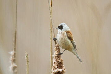 Bird Remiz pendulinus Penduline Tit perched on tree Poland Europe