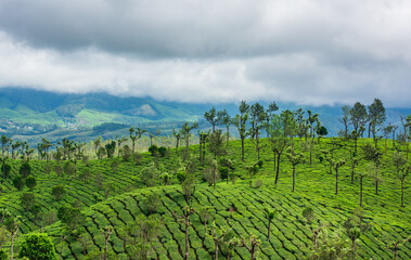 Fototapeta na wymiar green tea plantation in Munnar.