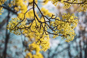 Blooming of maple tree