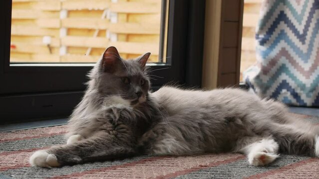 A fluffy gray cat protects the house from mice and evil spirits, a night hunter lies on a rug in a cozy house. The life of cute fluffy pets with the owners in the house. Cinematic footage of cats.