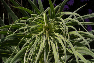 Naklejka na ściany i meble Natural background and textures. Closeup view of Echium fastuosum beautiful green leaves. 