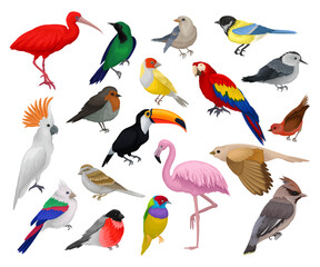 Fototapeta premium Set of birds set. Toucan, parrot, bullfinch, sparrow, titmouse, flamingo birds cartoon vector