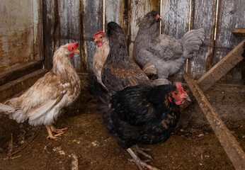 Chicken breed Eggs Eating chicken food Raised in a chicken farm That were raised to sell eggs