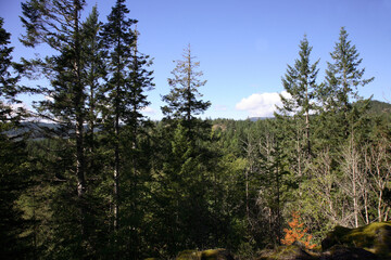 Küstenregenwald - Kanada / Coastal Rainforest - Canada /