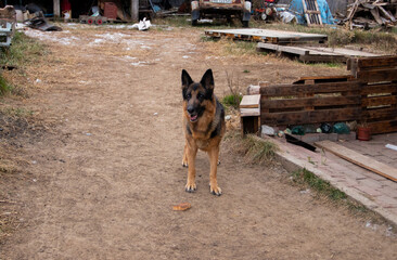 Sad rescued stray dog on a metal chain at the animal shelter animal abuse