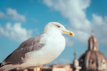 Obraz premium Seagull over Italy Sky