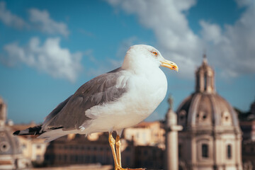 Fototapeta na wymiar Seagull over Italy Sky