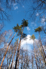 Vue en contre-plongée d'arbres sans feuilles et de pins avec feuillage 