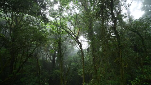 Beautiful rain forest or montain forest at ang ka nature trail in doi inthanon national park, Thailand, travel nature concept
