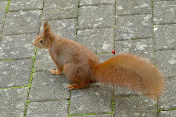 Eichhörnchen