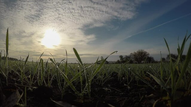 Grass with dew on the field