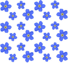 
Pattern of forget me not flowers. Repeating on a transparent background.
