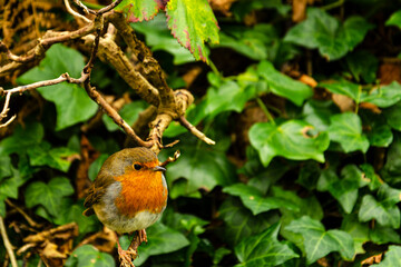 robin redbreast sitting in a bush beside River Lagan. jpg