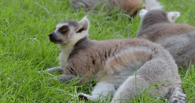 Ring-tailed lemur resting on the grass and then walking away