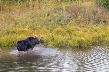 Bull Moose in a Pond in Autumn in Wyoming