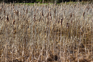 Dry plant Cattail or Typha growing in a marshy area