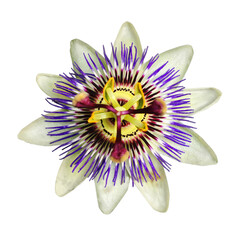 

A single blue crown passionflower in bloom. The flower is cut out on a transparent background.
