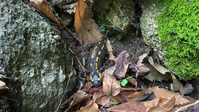 Salamandre sauvage dans les C&eacute;vennes, Occitanie