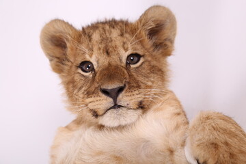 Handsome lion cub. Little lion. The king of beasts at the photo shoot. Funny little lion. Lion child.