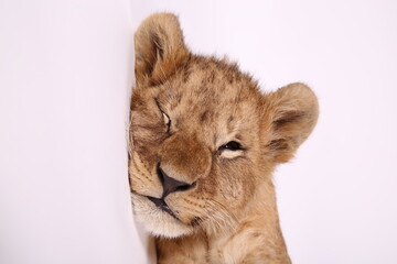 Handsome lion cub. Little lion. The king of beasts at the photo shoot. Funny little lion. Lion child.