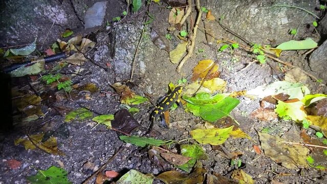 Salamandre sauvage de nuit dans les C&eacute;vennes, Occitanie