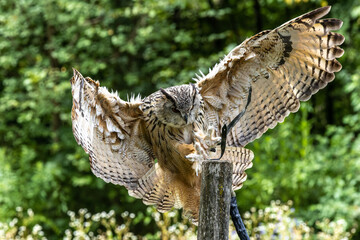 Siberian eagle owl, bubo bubo sibiricus. The biggest owl in the world
