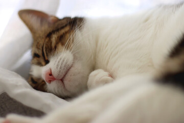 Fototapeta na wymiar Cute tabby cat sleeping on a curtain. Selective focus.