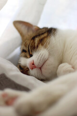 Cute tabby cat sleeping on a curtain. Selective focus.