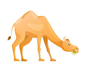 Brown Camel as Even-toed Ungulate Desert Animal Chewing Grass Vector Illustration