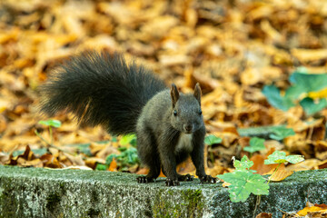 Grey squirrel, Sciurus at Old North Cemetery of Munich, Germany