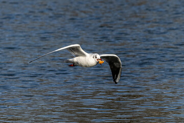 The European Herring Gull, Larus argentatus is a large gull