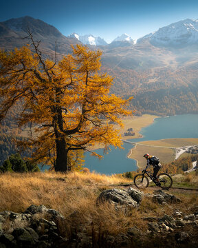 Bikerin geniesst den goldenen Herbst auf einem Bike-Trail hoch über dem Silvaplanersee