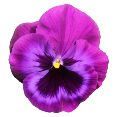Raamstickers  A cut out close up of a single pansy flower. Transparent background. The flower is purple © bwiselizzy