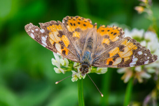 close-up photo of a painted lady butterfly or also known as Vanessa cardui