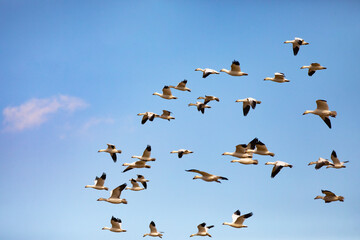 Fototapeta premium Snow geese forming V shape in flight across New Mexico sky as viewed from Bernardo Wildlife Refuge
