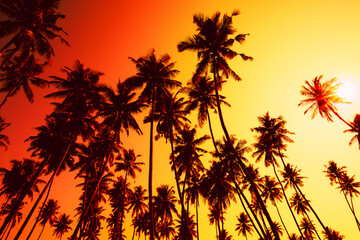 Coconut palm trees silhouettes at vivid tropical sunset with shining sun