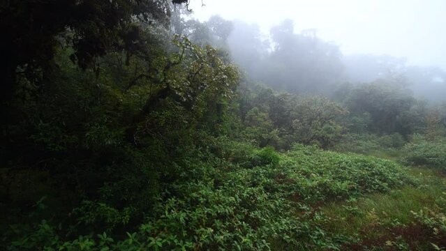 Beautiful rain forest or montain forest at ang ka nature trail in doi inthanon national park, Thailand, travel nature concept