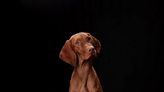 dog in the collar. Beautiful Hungarian Vizsla on a black background in the studio