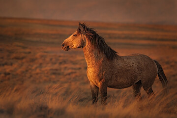 Mustang sunset