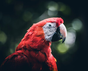 red parrot portrait