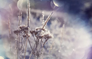 Plexiglas foto achterwand Frozen meadow © Galyna Andrushko