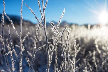 Plexiglas foto achterwand Frozen meadow © Galyna Andrushko