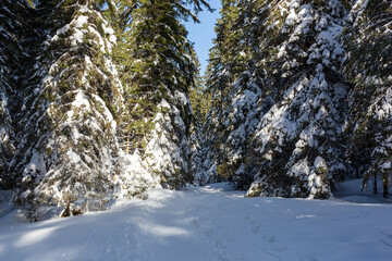 Fototapeta na wymiar Beautiful Winter Landscape With Snow Covered Trees