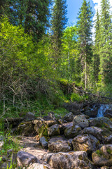 mountain river in the forest